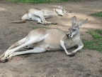 Kenguru Australia Zoo